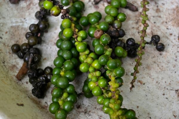 praswin-prakashan-07mSvSqbij4-unsplash Black Pepper