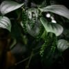 sandy-galabada-sjDTEaZH2Ag-unsplash Black Pepper