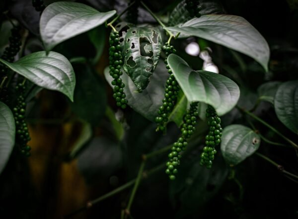 sandy-galabada-sjDTEaZH2Ag-unsplash Black Pepper