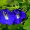 Blue Pea Plant