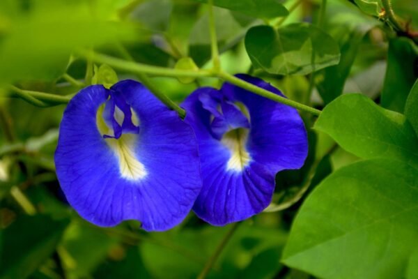 Blue Pea Plant