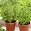 Realistic, clean image of Tulasi plants (holy basil) with lush green leaves, healthy potted plants, natural daylight, soft shadows, fresh and serene garden look. Tulasi Plant