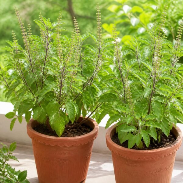 Realistic, clean image of Tulasi plants (holy basil) with lush green leaves, healthy potted plants, natural daylight, soft shadows, fresh and serene garden look. Tulasi Plant