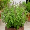 Realistic, clean image of Tulasi plants (holy basil) with lush green leaves, healthy potted plants, natural daylight, soft shadows, fresh and serene garden look. (1) Tulasi Plant