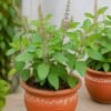 Realistic, clean image of Tulasi plants (holy basil) with lush green leaves, healthy potted plants, natural daylight, soft shadows, fresh and serene garden look. (2) Tulasi Plant