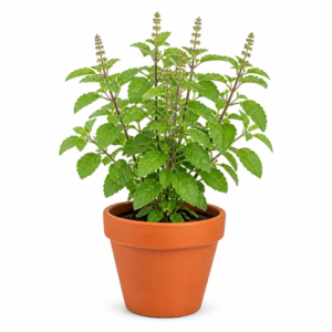 Tulasi plant