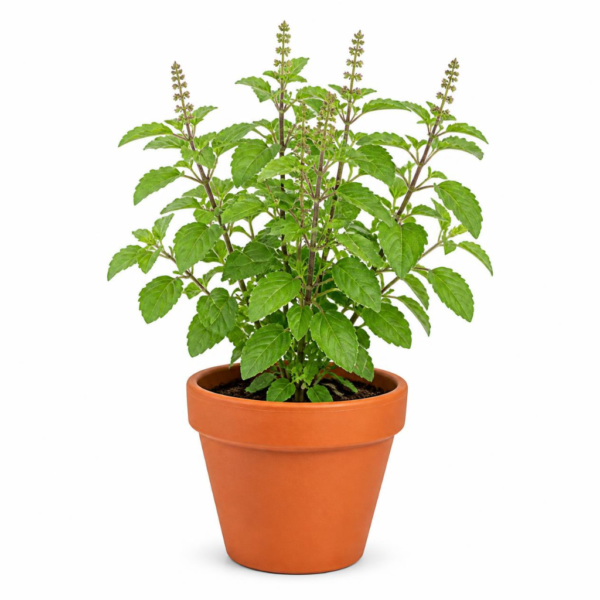 Untitled design (6) Tulasi plant