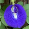 Blue Pea Plant