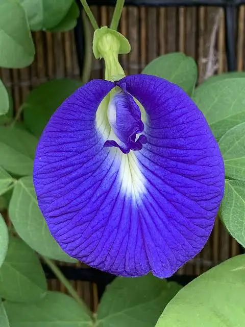 Blue Pea Plant