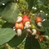 Raw Cashew Nuts