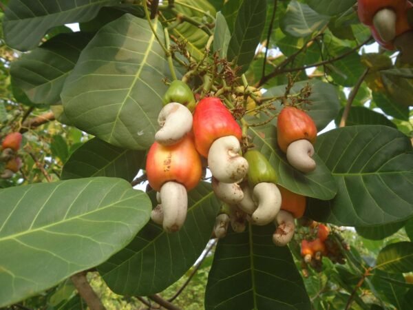 Raw Cashew Nuts