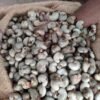 Raw Cashew Nuts