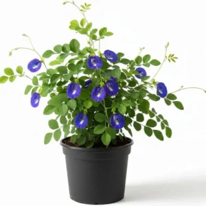 Blue Pea Plant